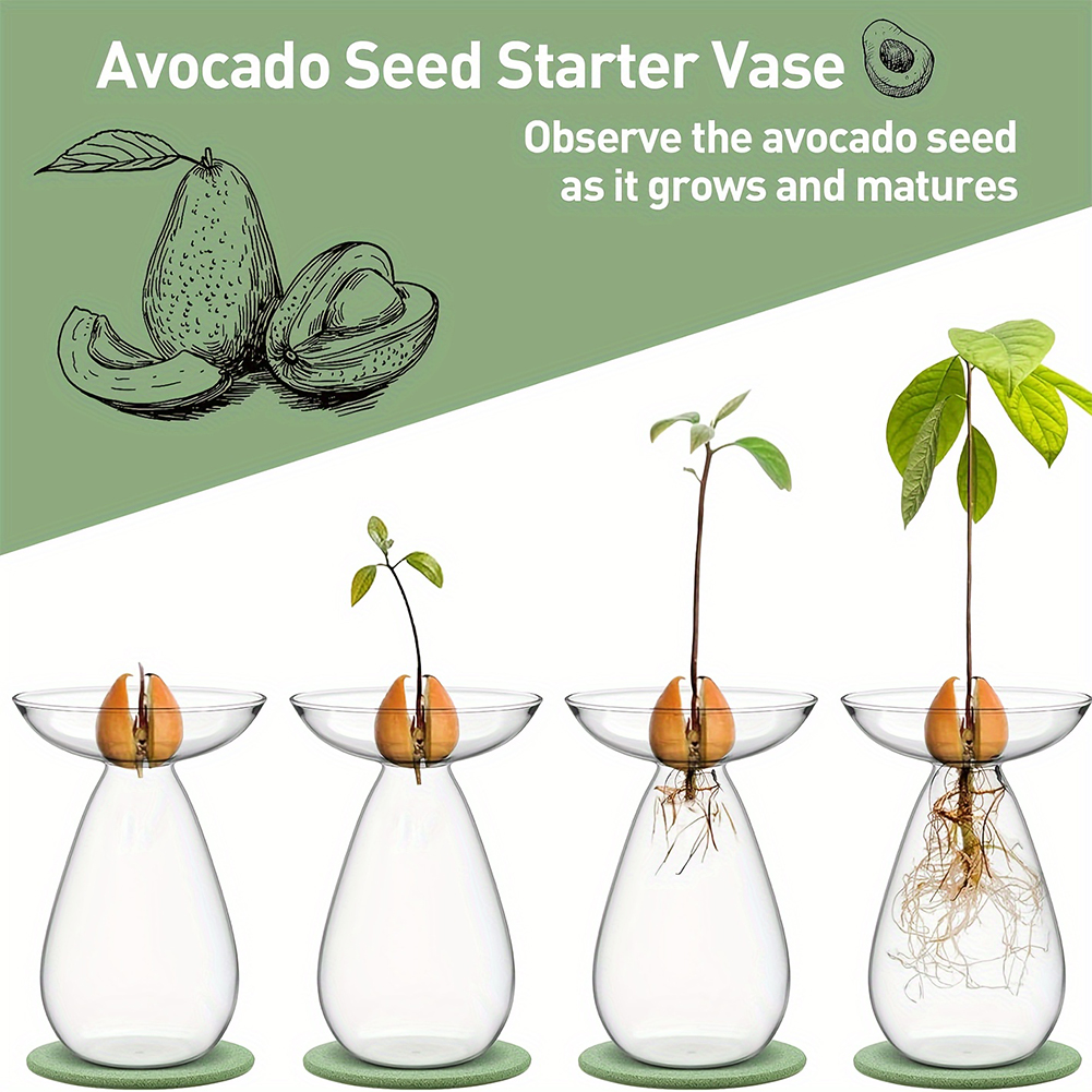 Avocado Seed Starter Hydroponi - Propagation Station Vase ulasan dan harga