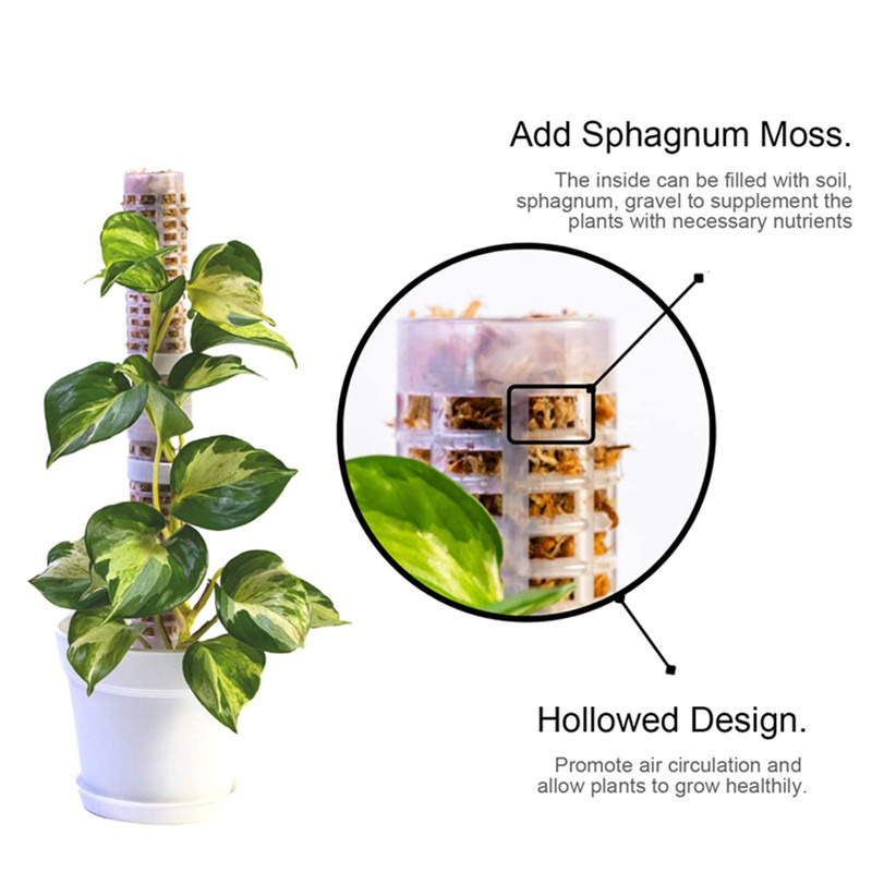 Plant Climbing Column Sphagnum - Sphagnum Moss Dry ulasan dan harga